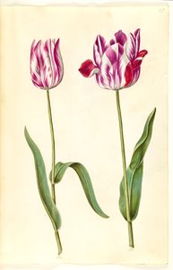 Tulipa gesneriana (har tulpan) av Hans Simon Holtzbecker