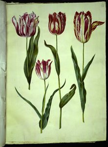 Tulipa gesneriana (har tulpan) av Hans Simon Holtzbecker