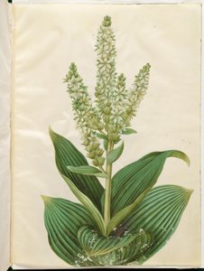 Veratrum album (vitt hopfällbart blad) av Hans Simon Holtzbecker