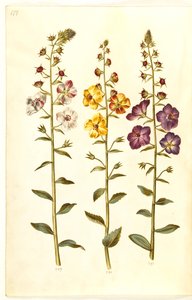Verbascum blattaria (klase-kongelys); Fenicisk verbascum (lila-congelys) av Hans Simon Holtzbecker