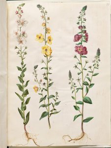 Verbascum blattaria (klase-kongelys); Fenicisk verbascum (lila-congelys) av Hans Simon Holtzbecker