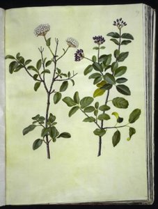 Viburnum tinus (vinter snöboll) av Hans Simon Holtzbecker