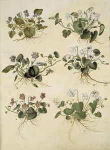 Viola odorata (marts-viol) av Hans Simon Holtzbecker