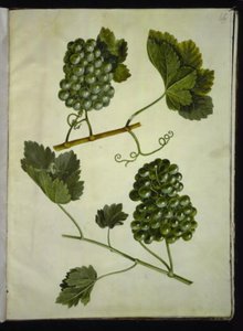 Vitis vinifera (vanligt vin) av Hans Simon Holtzbecker