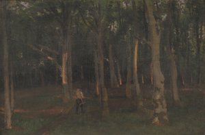 Skog vid solnedgången