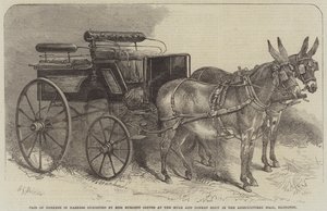 Pair of Donkeys in Harness utställd av Miss Burdett Coutts på Mule and Donkey Show i Agricultural Hall, Islington