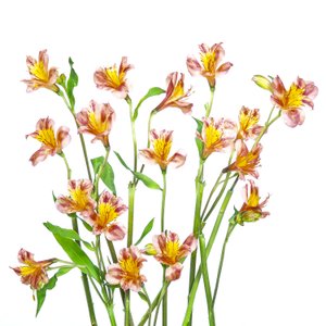 En färgsprakande bukett med alstroemeria av Hardik Pandya