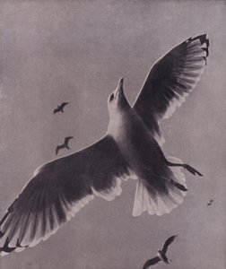 Snabb och högt svävande, Meredith (s/v foto)