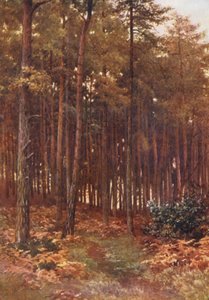 Djupet av en granskog, Ripley (färglitografi)
