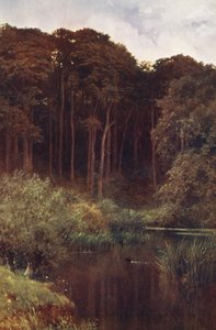 Woodland Depths, Wotton (färglitografi) av Harold Sutton Palmer