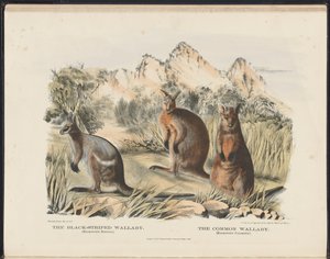 Däggdjur i Australien (Krefft) Nla.obj-33627803-13 Den svartrandiga Wallaby och Common Wallaby av Harriet Morgan