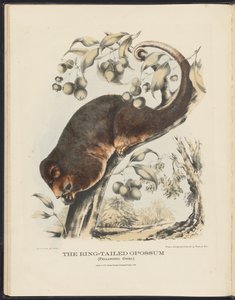 Australiens däggdjur (Krefft) Nla.obj-33627803-8 The Ring-tailed Opossum av Harriet Morgan