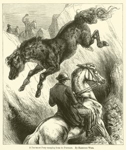 En Dartmoor-ponny flyr från sina förföljare av Harrison William Weir