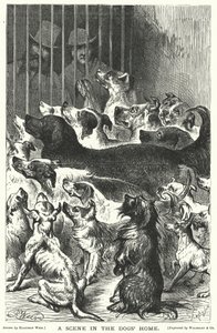 En scen i hundhemmet av Harrison William Weir