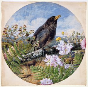 Blackbird, 1864 (wc, gouache, gummi arabicum på papper)
