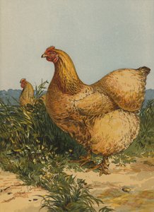 Buff Cochin Hen (chromolitho) av Harrison William Weir