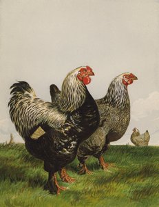 Mörk brahmas (chromolitho) av Harrison William Weir