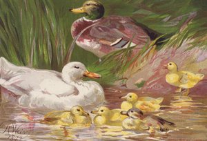 Ankor och ankungar (färglitografi) av Harrison William Weir