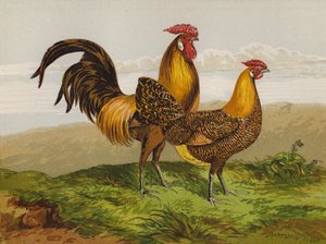 Hamburgare med guldpennader (chromolitho) av Harrison William Weir
