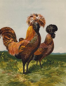 Golden-Spangled Polish (chromolitho) av Harrison William Weir