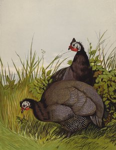 Pärlhöns (chromolitho) av Harrison William Weir