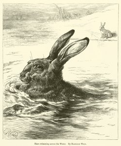 Hare simmar över vattnet