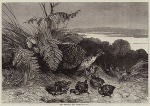 Hen Fasan och Ung
