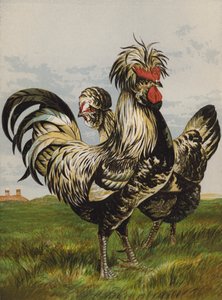 Houdans (chromolitho) av Harrison William Weir