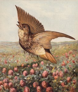 I klöver (färglitografi) av Harrison William Weir