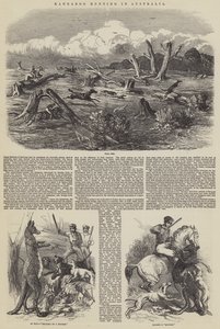 Kängurujakt i Australien