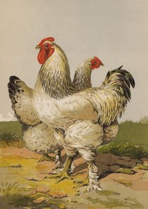 Lätt brahmas (chromolitho) av Harrison William Weir