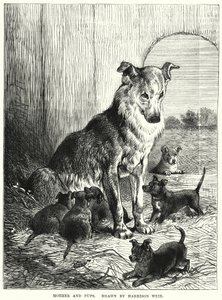 Mamma och valpar (gravyr) av Harrison William Weir