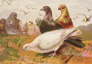 Duvor (färglitografi) av Harrison William Weir