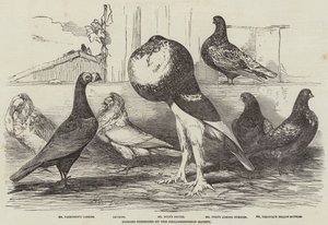 Duvor utställda av Philoperisteron Society