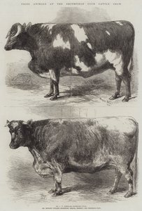 Priser djur på Smithfield Club Cattle Show av Harrison William Weir