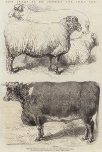 Priser djur på Smithfield Club Cattle Show av Harrison William Weir