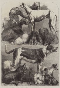 Prishundar från utställningen i Agricultural Hall, Islington av Harrison William Weir