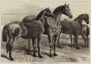 Prishästar vid hästutställningen i Agricultural Hall, Islington av Harrison William Weir