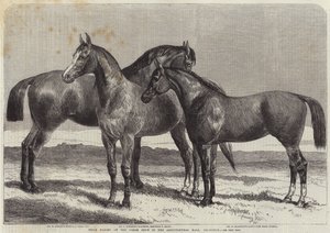 Prishästar på Horse Show i Agricultural Hall, Islington