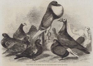 Prisduvor vid Halifax Fancy Pigeon Association