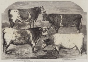 Prize Shorthorns på Royal Agricultural Society