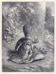 Robin bedövas av hans fall (gravyr) av Harrison William Weir