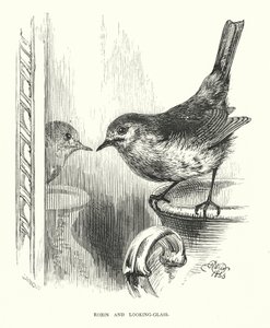Robin och look-glass (gravyr) av Harrison William Weir