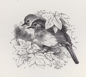 Robins (gravyr) av Harrison William Weir
