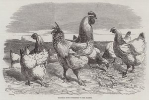Shanghae Fowls presenteras för Hennes Majestät