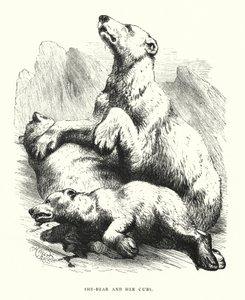Hon-björn och hennes ungar (gravyr) av Harrison William Weir