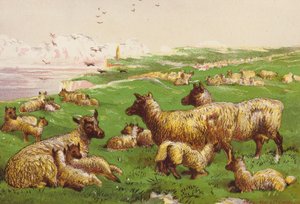 Får på havsstranden (färglitografi) av Harrison William Weir