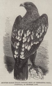 Spotted Eagle (Falco Nevius) fotograferad vid Trebartha Hall, Cornwall, i december förra året. av Harrison William Weir