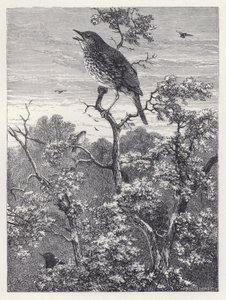 Fåglarnas konsert (gravyr) av Harrison William Weir
