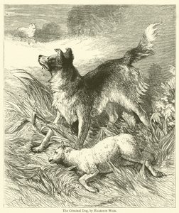 Den kriminella hunden av Harrison William Weir